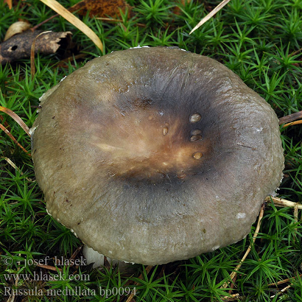 Russula medullata Frauen-Täubling Plávka špinavoolivová