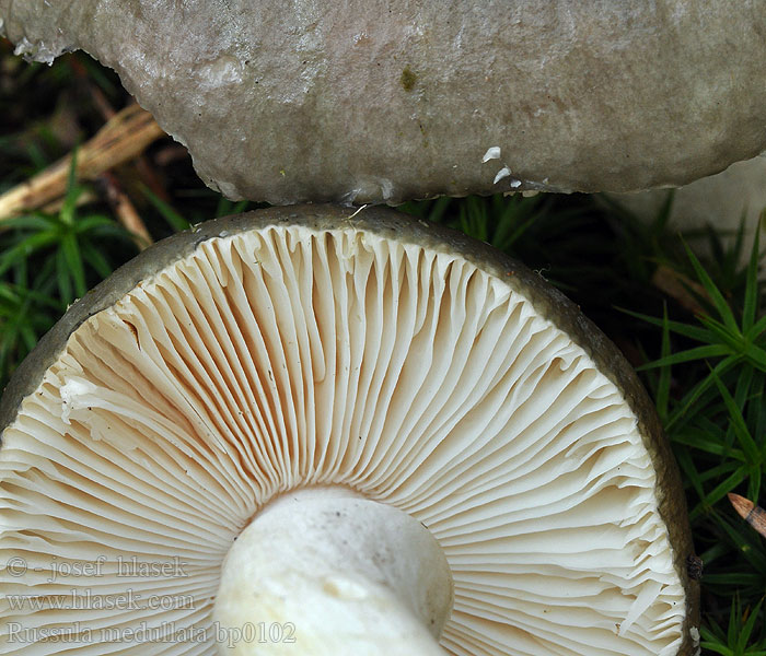 Russula medullata Grågrønn kremle Laidunhapero Grågrønn kremle