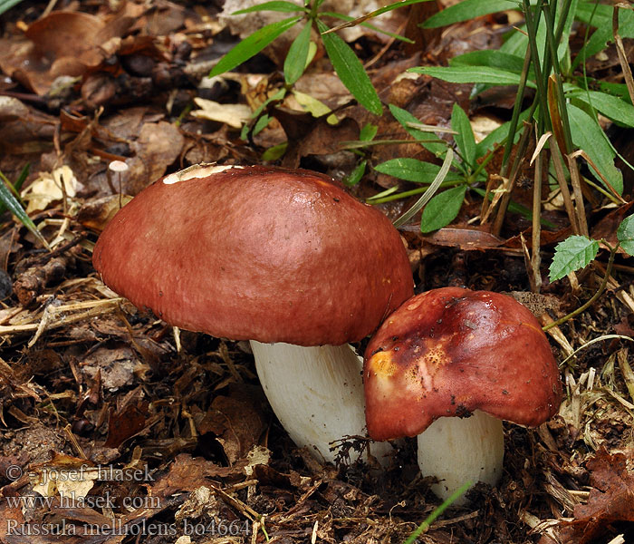 Russula melliolens Holubinka medovonná Honigtäubling Honingrussula