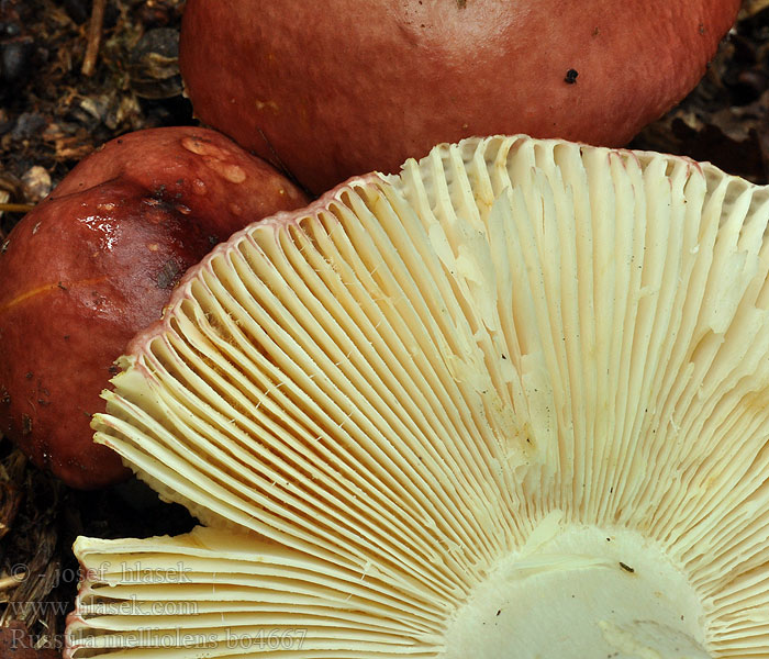 Russula_melliolens_bo4667