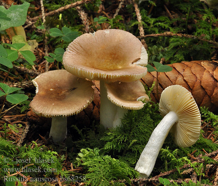 Russula nauseosa Holubinka raná Kleine sparrerussula