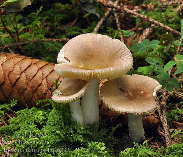 Russula_nauseosa_bs6832