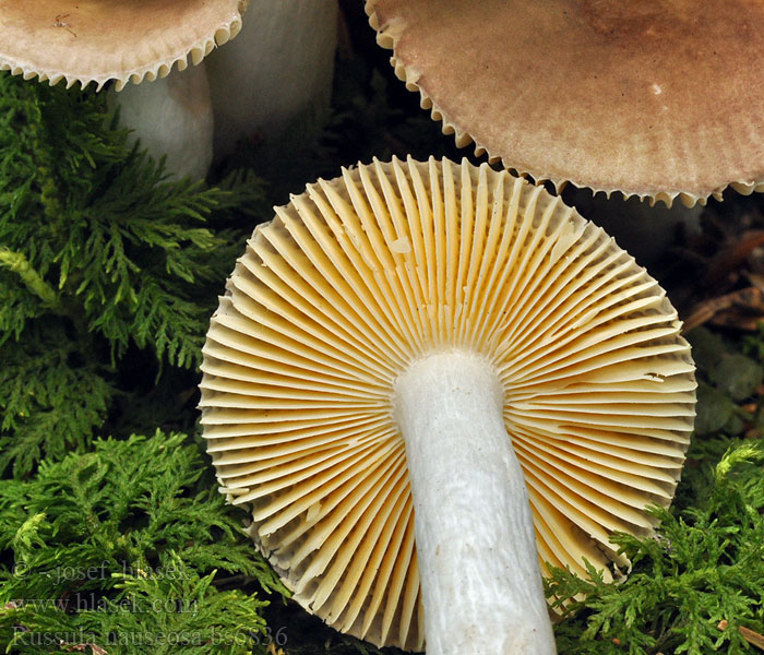 Russula_nauseosa_bs6836