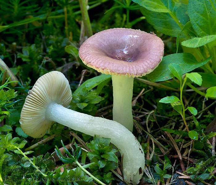 Holubinka raná Russula nauseosa