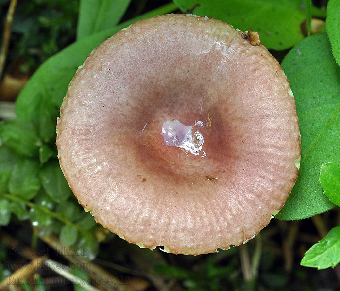 Geriefte Weich Täubling Bunte Fichten Russula nauseosa