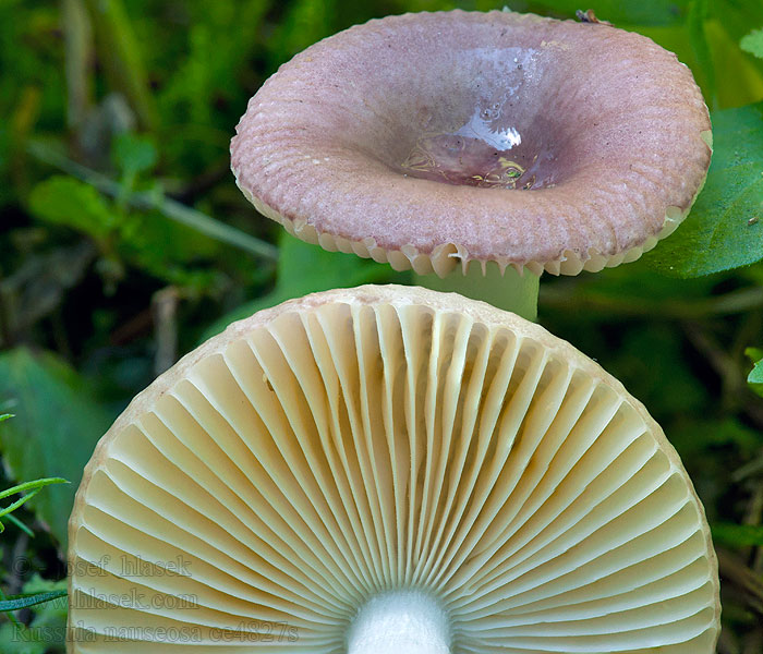 Kleine sparrerussula Russula nauseosa