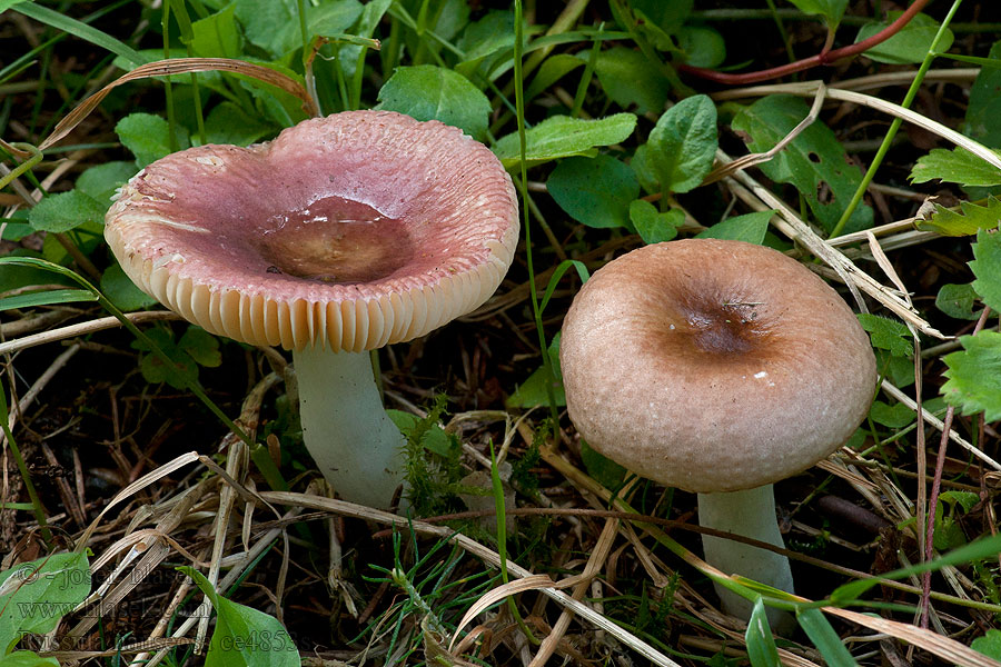 Gołąbek prążkowany Russula nauseosa