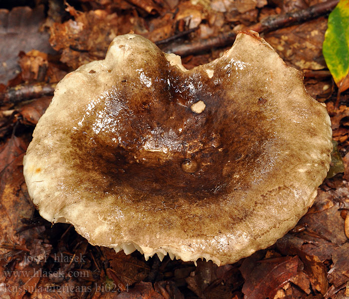 Russula nigricans Blackening Brittlegill Russula Holubinka černající