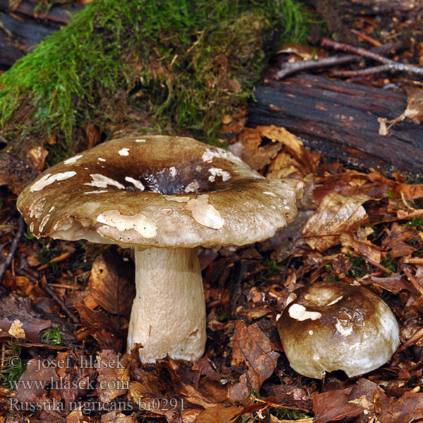 Russula nigricans bi0291