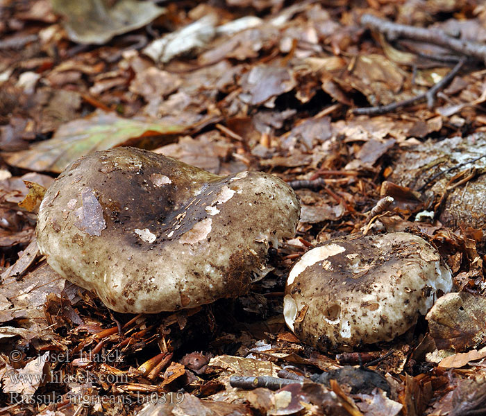 Russula nigricans bi0319