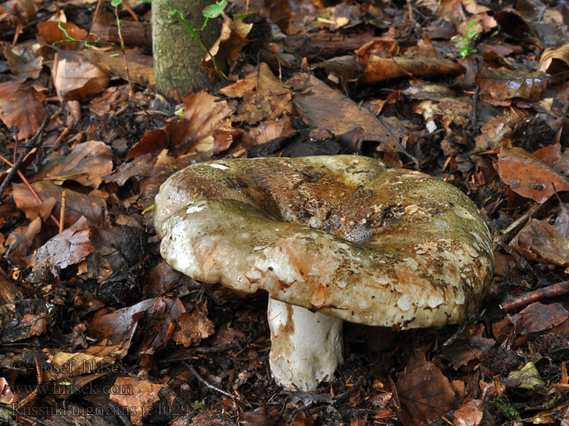 Russula nigricans Mandelkremle Сыроежка цельная Entire russula