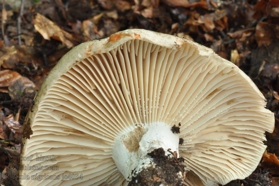 Russula nigricans 