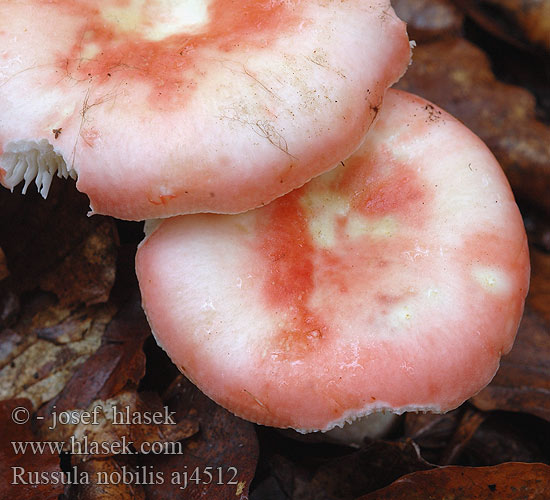 Russula nobilis aj4512