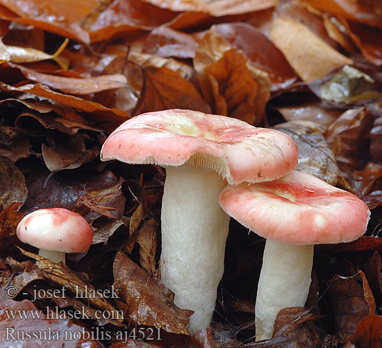 Russula nobilis aj4521