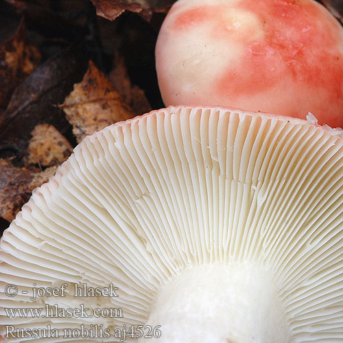 Russula nobilis aj4526