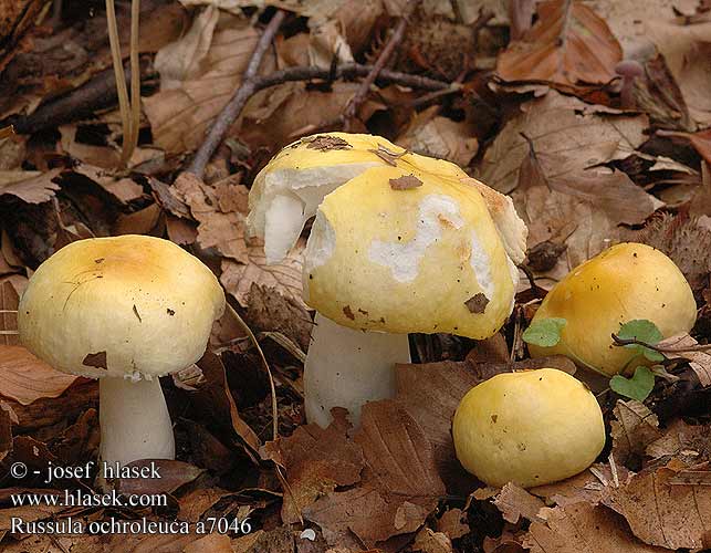 Russula ochroleuca Ochre Brittlegill Okkergul skorhat russule ocre et blanche Geelwitte russula Fakósárga galambgomba Ockergelber Täubling gołąbek ochrowożółty Plávka hlinovožltá holubinka hlínožlutá Senapskremla citrina granulosa Skarp gulkremle