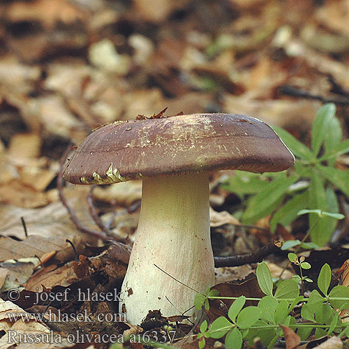 Russula olivacea Holubinka olivová Plávka olivová Stor skørhat