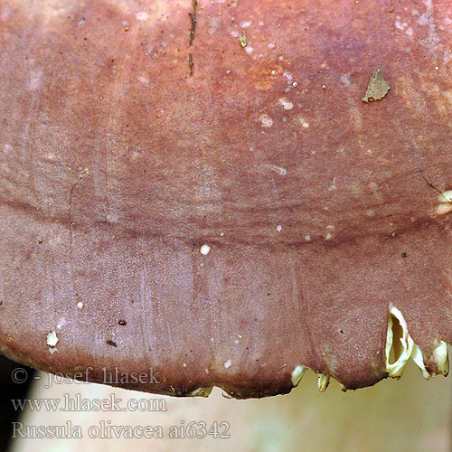 Russula olivacea Russule olivacée Rödfotad läderkremla