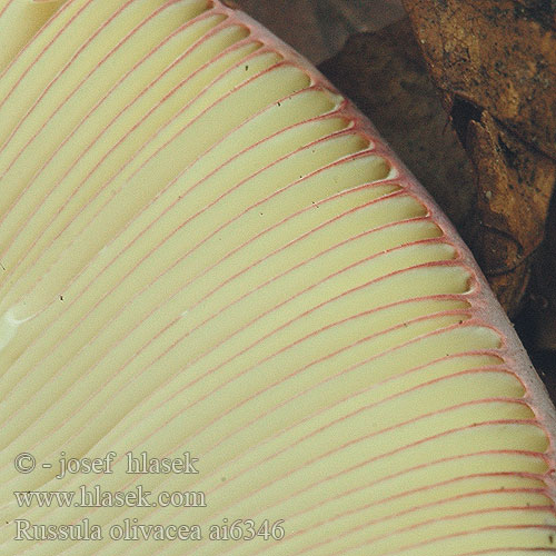 Russula olivacea Gołąbek oliwkowy Сыроежка оливковая