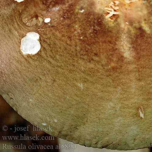 Russula olivacea al5890