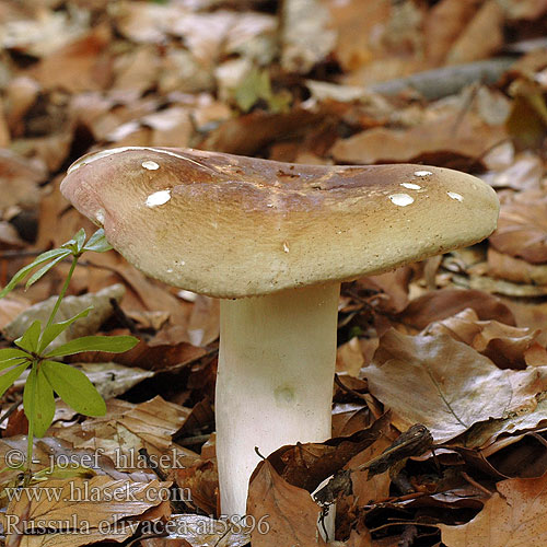 Russula olivacea al5896