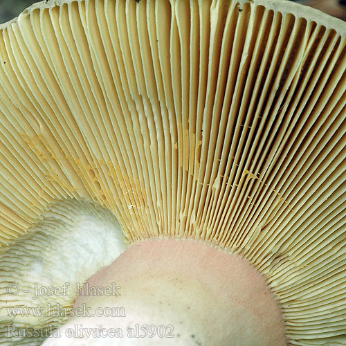 Russula olivacea al5902