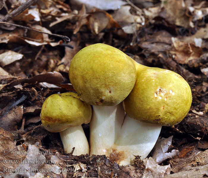 Russula olivacea Gołąbek oliwkowy