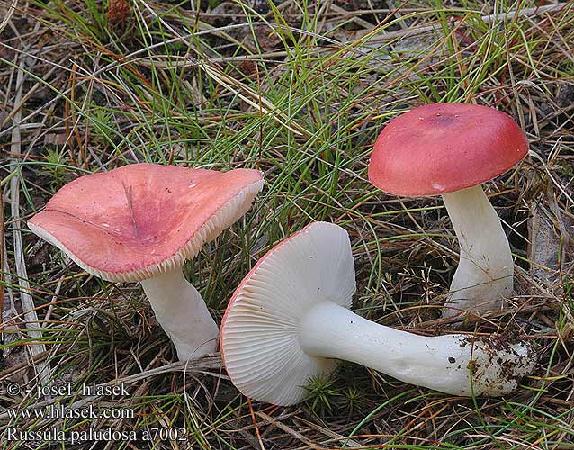 Russula paludosa Tall Russule Prægtig skørhat isohapero Russule des marais Appelrussula Lápi galambgomba Apfeltäubling gołąbek błotny Plávka jahodovočervená holubinka jahodová Storkremla storkremle Сыроежка болотная поплавуха