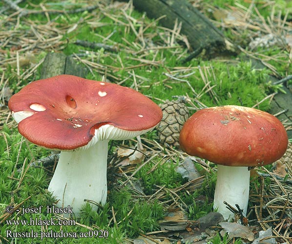 Russula paludosa Russule marais Appelrussula Lápi galambgomba Apfeltäubling gołąbek błotny Plávka jahodovočervená holubinka jahodová Storkremla storkremle Сыроежка болотная поплавуха