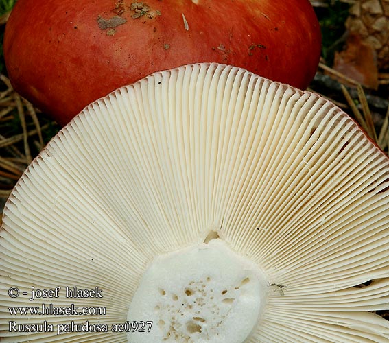 Russula paludosa ac0927