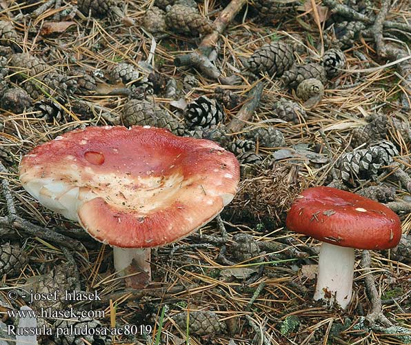 Russula paludosa holubinka jahodová Storkremla storkremle Сыроежка болотная поплавуха Tall Russule Prægtig skørhat isohapero Russule des marais Appelrussula Lápi galambgomba Apfeltäubling gołąbek błotny Plávka jahodovočervená