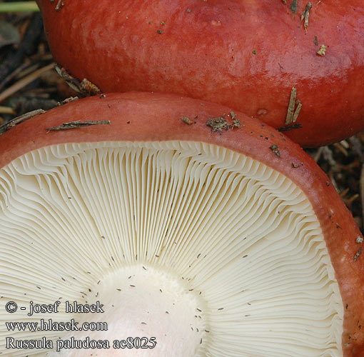 Russula paludosa ac8025