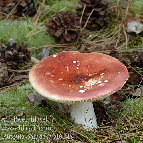 Holubinka jahodová Storkremla storkremle Сыроежка болотная поплавуха Russula paludosa Tall Russule Prægtig skørhat isohapero Russule des marais Appelrussula Lápi galambgomba Apfeltäubling gołąbek błotny Plávka jahodovočervená