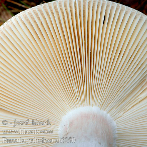 Russula paludosa al6150