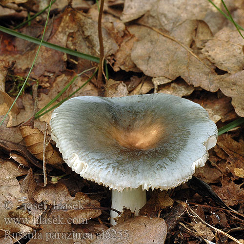 Russula parazurea al6255