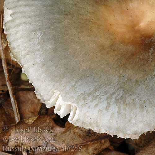 Russule presque bleue Berijpte russula Kékes galambgomba Kékeszöld