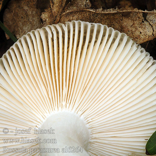 Russula parazurea al6264