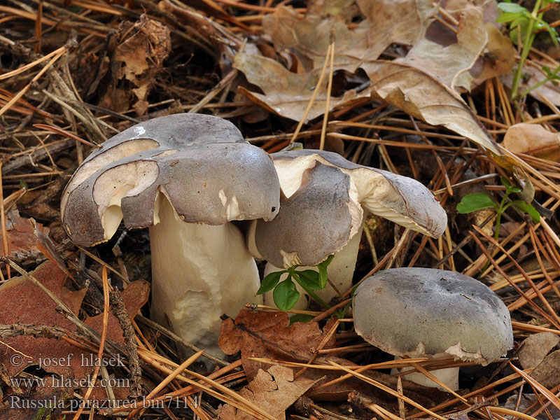 Russula parazurea Holubinka podmračná Plávka podmračná