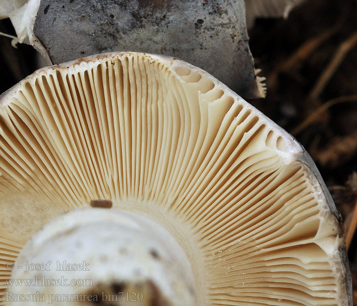 Russula parazurea Gołąbek chmurny Powdery Brittlegill Blågrå Skørhat