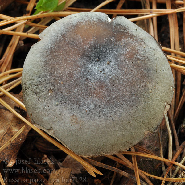 Russula parazurea Russule presque bleue Berijpte russula