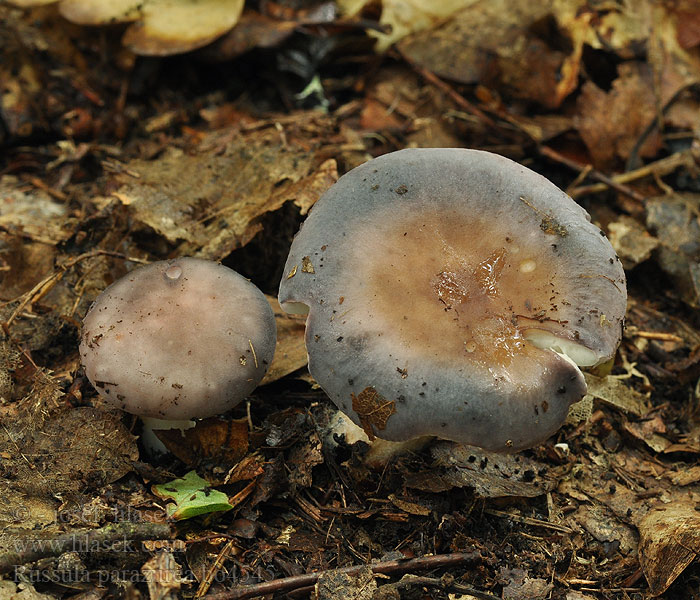 Russula parazurea Kékes galambgomba Blaugrüner Reiftäubling