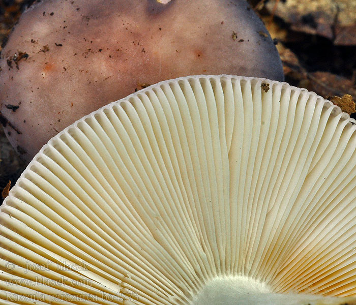 Russula parazurea Blågrønn kremle Sivomodra golobica Blågrön kremla