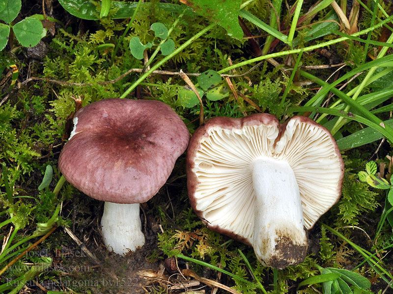 Russula pelargonia Holubinka pelargoniová