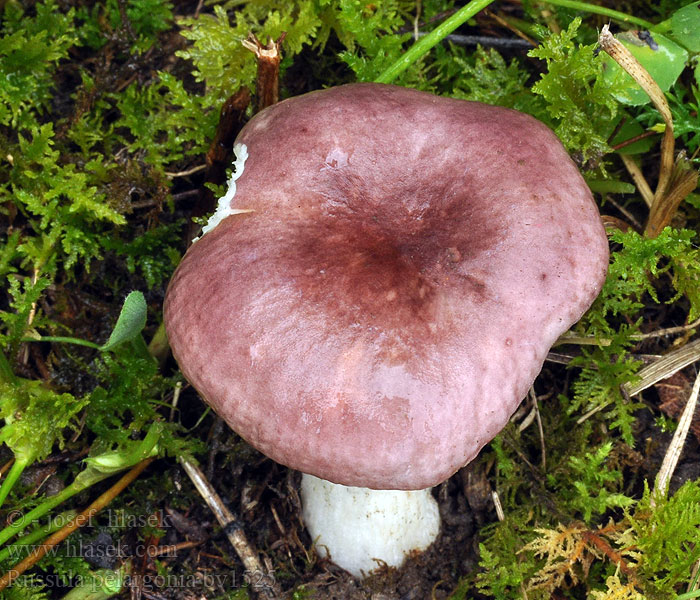 Russula pelargonia Espen-Täubling Geraniumrussula