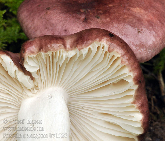 Russula pelargonia Gołąbek pelargoniowy