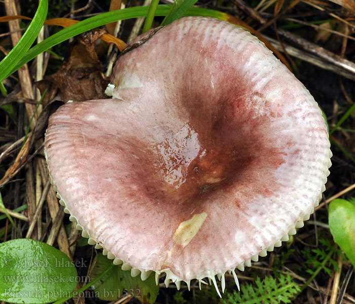 Russula pelargonia Plávka muškátová Pelargonie-skørhat