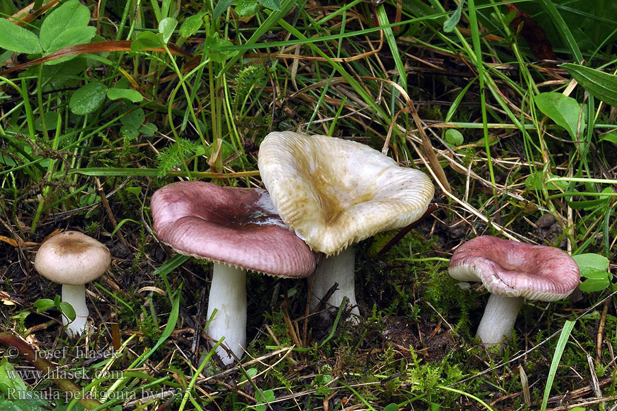 Russula pelargonia Pelargonkremla Pelargonihapero