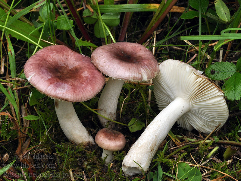 Russula pelargonia Russule odeur géranium