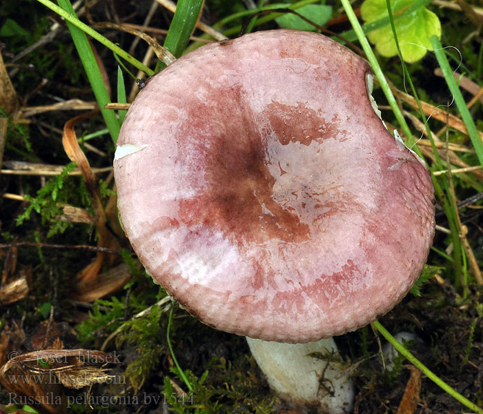 Russula pelargonia Pelargoniumkremle Muskátliszagú galambgomba