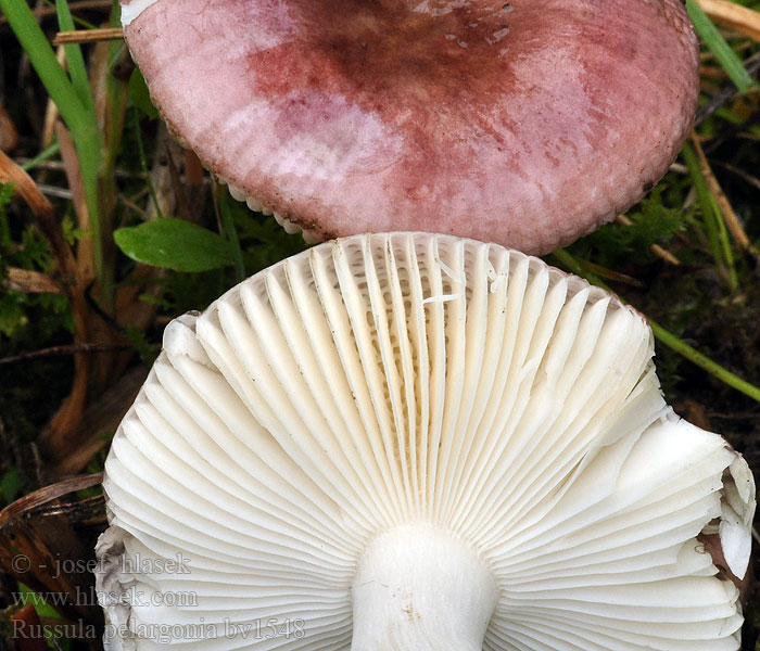 Russula pelargonia Сыроежка гераниевоцветная